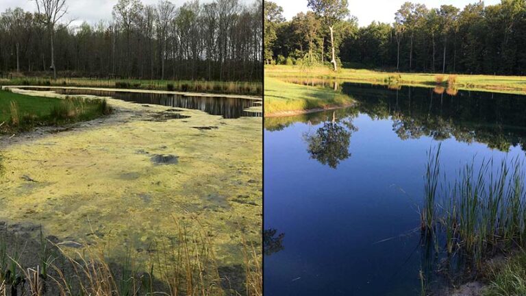 fish-pond-treatment-before-and-after