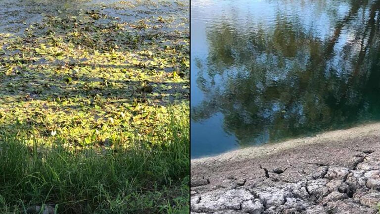 outdoor-fish-pond-maintenance