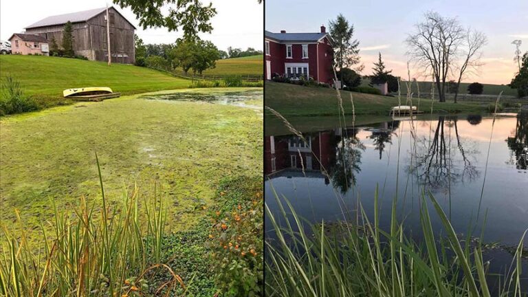 pond-algae-control-reviews (1)